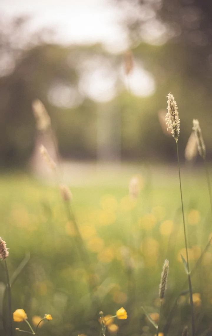 meadow